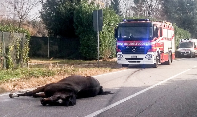 Puglia insolito incidente, cavalla si schianta contro auto, feriti gravi i due ragazzi, l’animale è morto