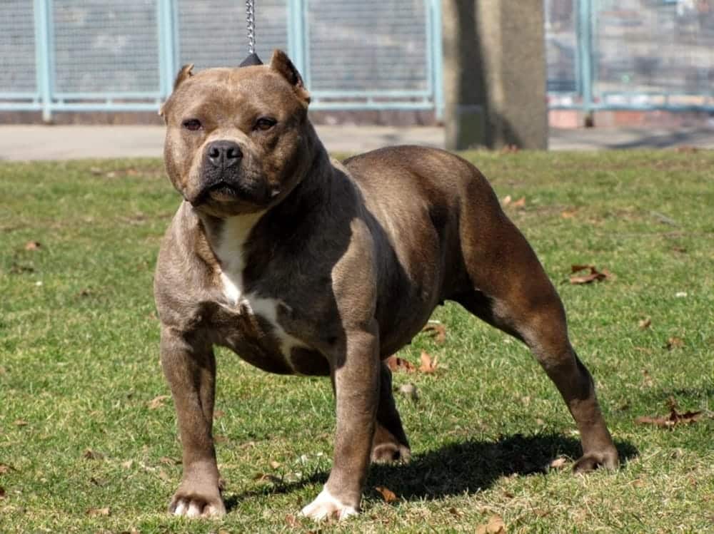 Puglia terrore, professore fa footing e viene assalito da un pitbull, 300 punti di sutura, è gravissimo