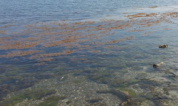 Bari, allarme alga tossica, rilevata concentrazione elevata a lido Trullo e lido Lucciola