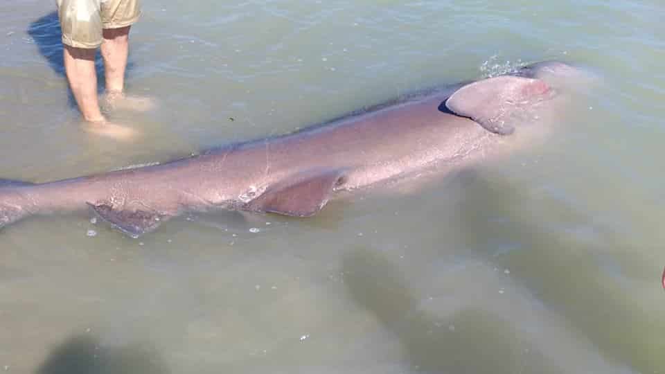 Puglia, ritrovato enorme squalo spiaggiato, lungo oltre 3 metri e di due quintali