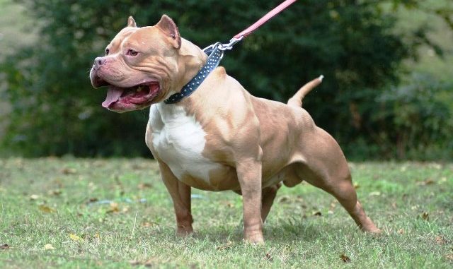 Pitbull attacca una bimba di un anno, la madre cerca di salvare la figlia tagliando al cane la gola, ma non ci riesce