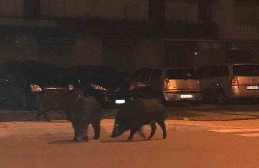 Bari, schianto tra auto e cinghiale sulla strada per aeroporto, macchina distrutta, animale ferito