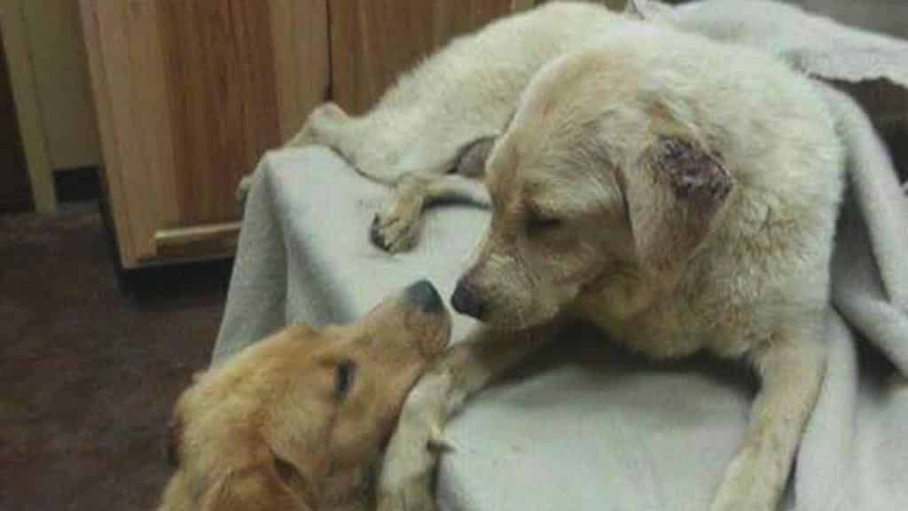 Cagnolina randagia ha bisogno di un trapianto di rene, il donatore è un suo cucciolo