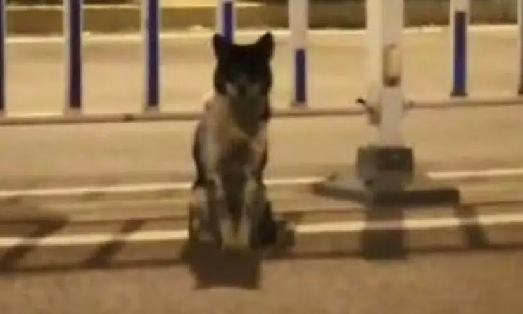 Litiga con il figlio, accosta la macchina e abbandona il cagnolino per dispetto, denunciato