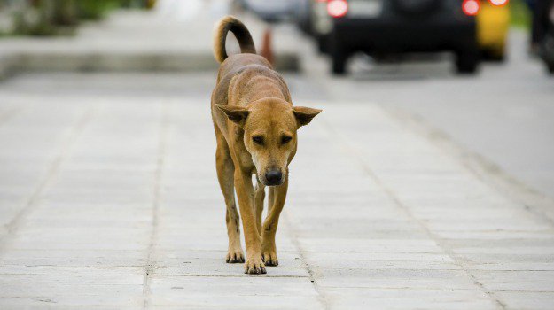 Una 14enne muore durante una sparatoria, il suo cane sparisce nel nulla, ritrovato dopo 18 mesi a 1000 chilometri di distanza