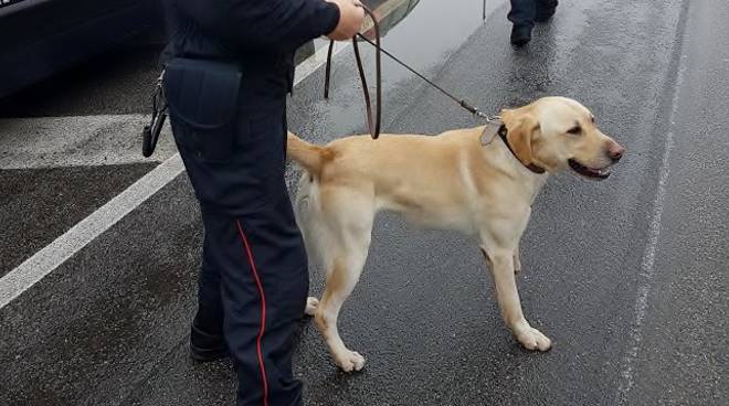 Blitz in una scuola di Lecce, il cane antidroga scova nel cortile hashish e marijuana