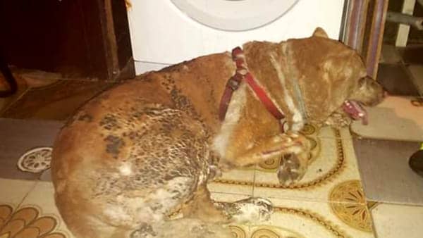 Jaco non ce l’ha fatta, è morto in una clinica veterinaria di Bari il cane dato alle fiamme perché abbaiava
