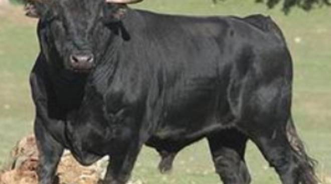 Belluno, toro inferocito incorna al torace uccidendo un veterinario che lo stava visitando