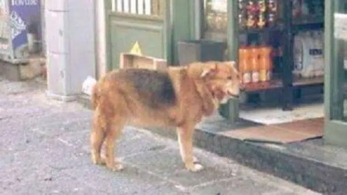 E’ morto Billy, il cane che tutti i giorni era al cimitero per vegliare sulla tomba del suo padrone