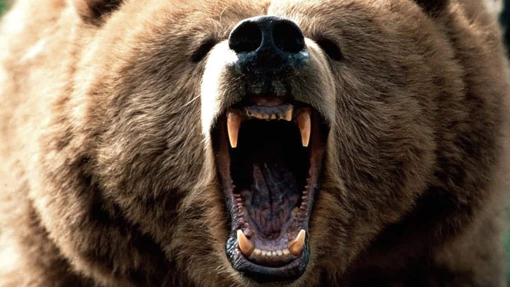 Madre e figlia di soli 10 mesi aggredite e uccise da un enorme orso grizzly