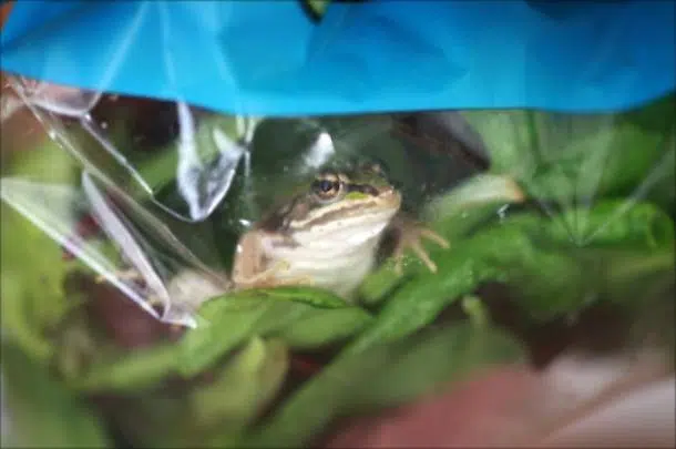 Svizzera, una busta d’insalata si muove negli scaffali, un uomo trova all’interno una rana viva