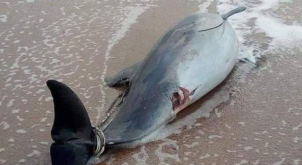 Trovano un delfino morto in spiaggia e lo fanno a pezzi per rivenderlo al mercato, vengono linciati