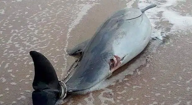 Trovano un delfino morto in spiaggia e lo fanno a pezzi per rivenderlo al mercato, vengono linciati