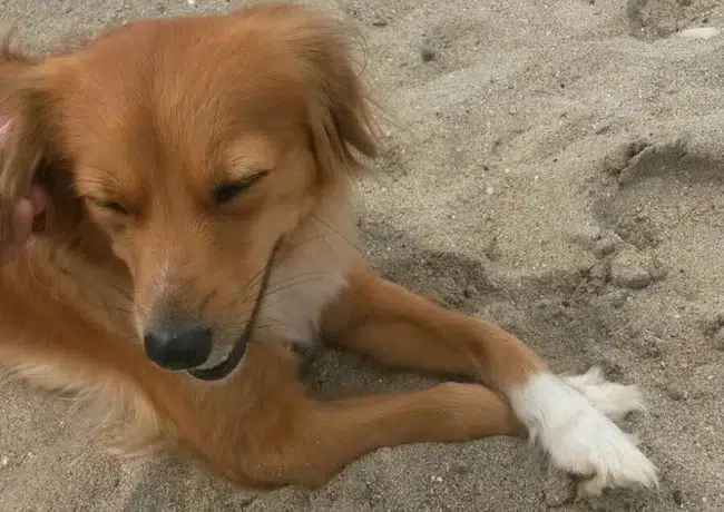Varese, senzatetto non vuole andare in un centro di ospitalità, per non lasciare solo il suo cane, “Non posso pensare a una vita senza lui”