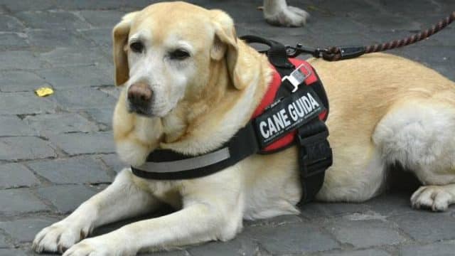 Non vedente si fa accompagnare in chiesa dal suo cane guida ma il parroco lo rimprovera non gradendo la presenza dell’animale