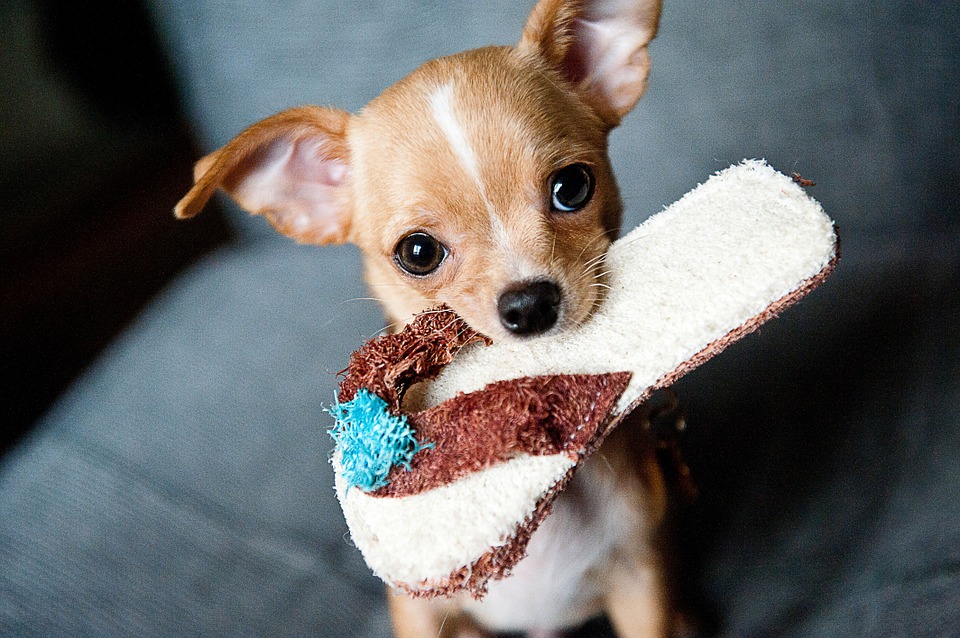 Pensa che la moglie ama più i cani rispetto a lui, prende gli animali e li lancia dal balcone, muore uno chihuahua