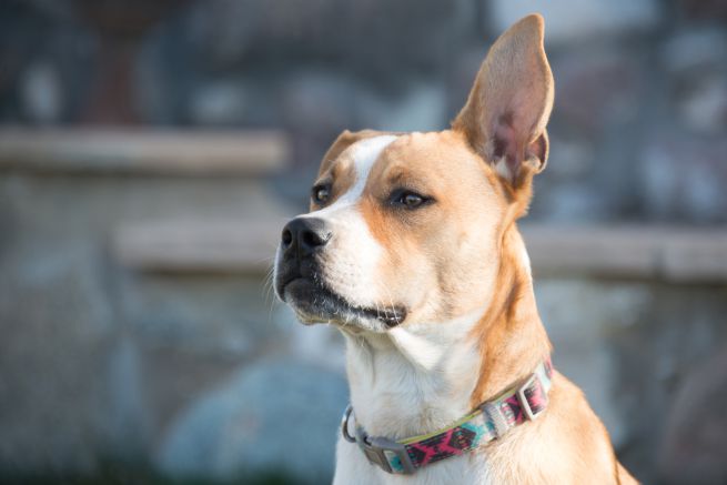 Varese, scomparso nel nulla bimbo di 6 anni si è allontanato per rincorrere il suo cane