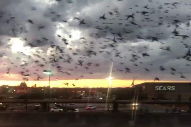 Grandissimo stormo di uccelli invade un’autostrada come nel fil horror di Hitchcock