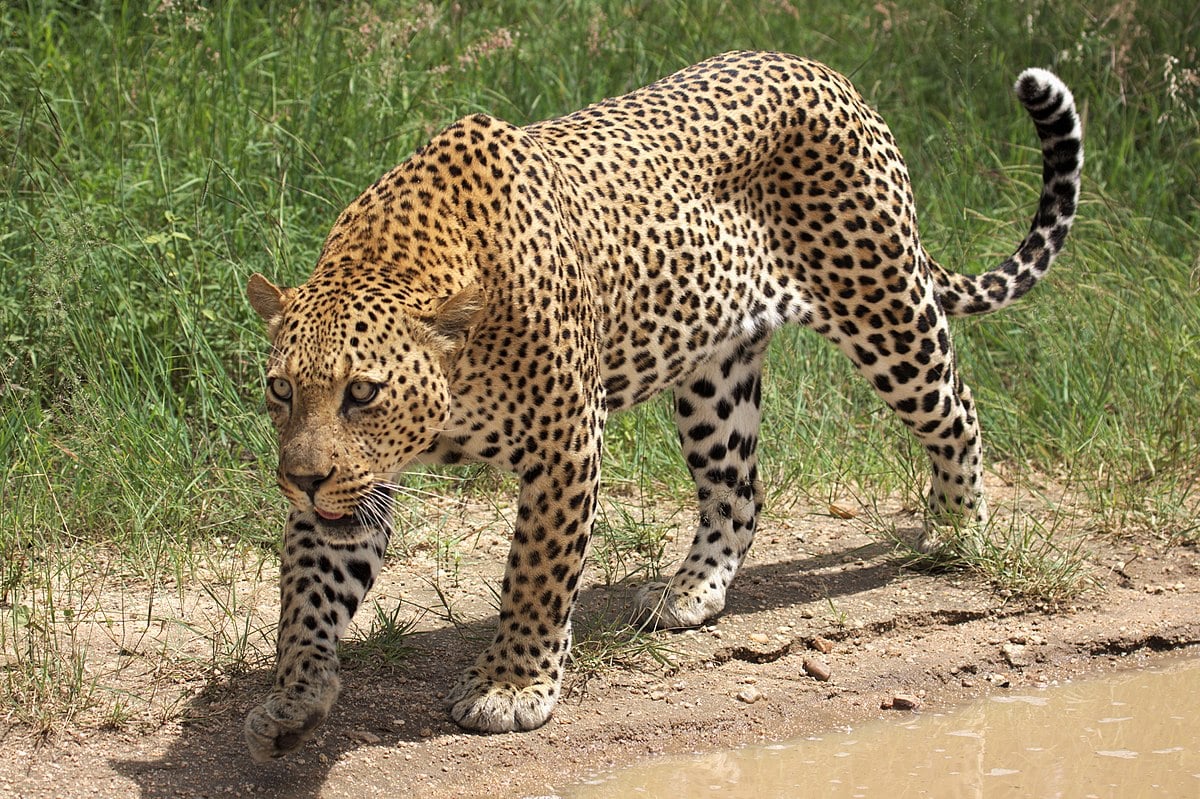 Bimba di 3 anni strappata dal grembo della madre e uccisa da un grosso leopardo