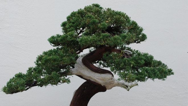Incredibile colpo, ladri rubano sette bonsai, uno di questi è unico ha 400 anni e ha un valore di 10 milioni