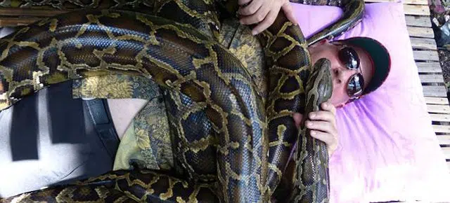 Il massaggio più rilassante? E’ allo zoo offerto da un pitone