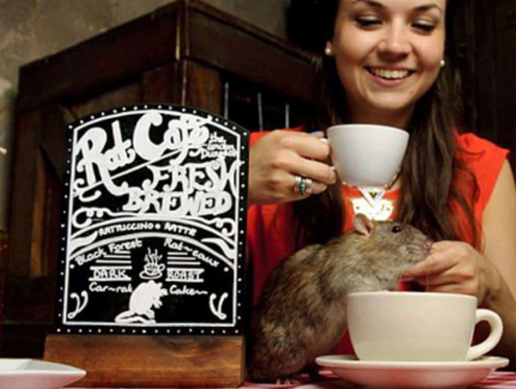 Nasce il Black Rat Cafè, il bar dove puoi bere il caffè circondato da tantissimi topi