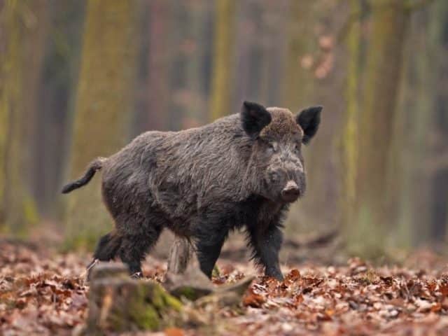 Scambia la moglie obesa per un cinghiale e la spara