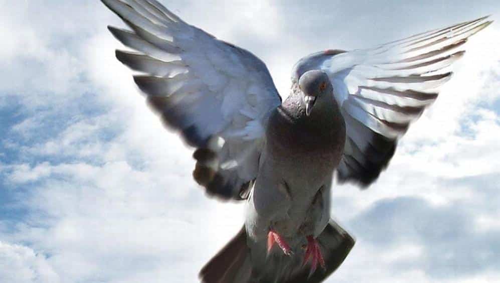 Asta online da record venduto un piccione viaggiatore per oltre 1.4 milioni di dollari
