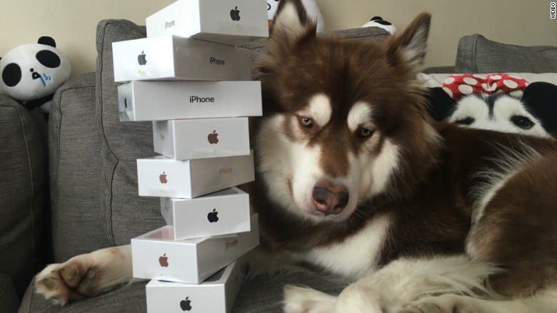Noto miliardario compra 7 nuovissimi iPhone al suo adorato cane per non farlo sentire solo