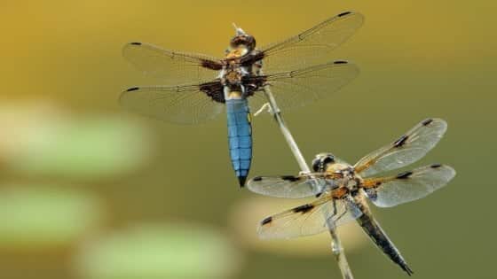Le libellule femmine fingono di essere morte per evitare le avances dei maschi