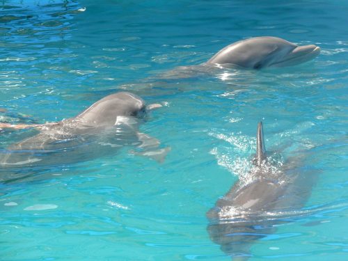 Parco acquatico vi fa prima giocare con i delfini. E poi anche mangiarli