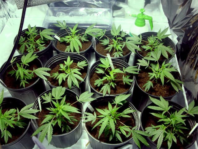 Insospettabile 50enne pensava fosse legale coltivare 450 piante di marijuana nell’orto