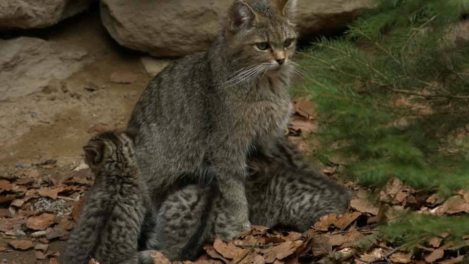 Famiglia amante degli animali riceve in regalo tre cuccioli bellissimi che credeva fossero gattini, erano altri pericolosissimi felini, la famiglia finisce in ospedale