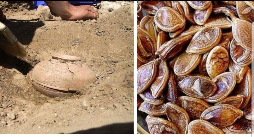 Durante scavi archeologici scoprono dei semi di 800 anni fa e decidono di coltivarli il  risultato di ciò che nasce è impressionante