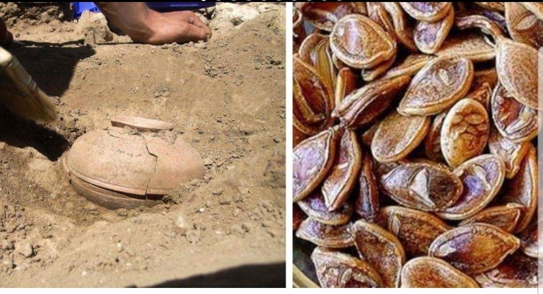 Durante scavi archeologici scoprono dei semi di 800 anni fa e decidono di coltivarli il risultato di ciò che nasce è impressionante