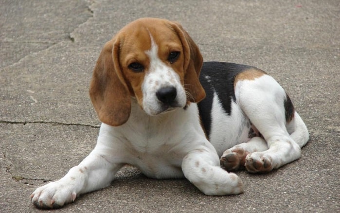 Cagnolina fa una fine orrenda come scritto nel testamento della sua vecchia padrona