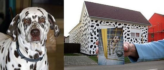 Muore Bingo, il loro dalmata di appena 5 anni e per ricordarlo dipingono la casa del suo stesso colore