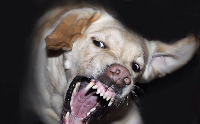 Una razza di cani sta terrorizzando una città, sono randagi, tanti e molto aggressivi, la città vive nel terrore