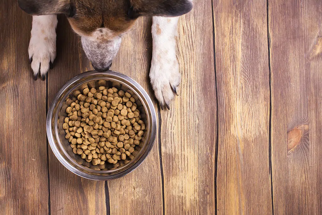 Bambino di 10 anni è a dieta, per la fame mangia di nascosto il pranzo del cane