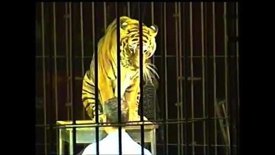 Bari, orrore al circo conosciuto domatore aggredito e sbranato da 4 tigri, dopo la morte pioggia di insulti via social