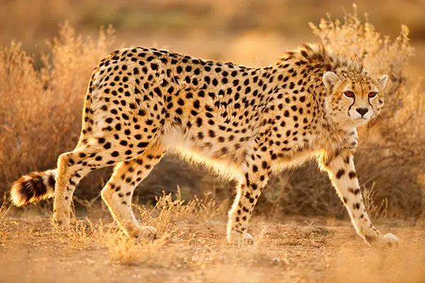 Marito e moglie fanno un safari fotografico, lei viene aggredita da due ghepardi e lui scatta foto e non l’aiuta, cosa accade dopo
