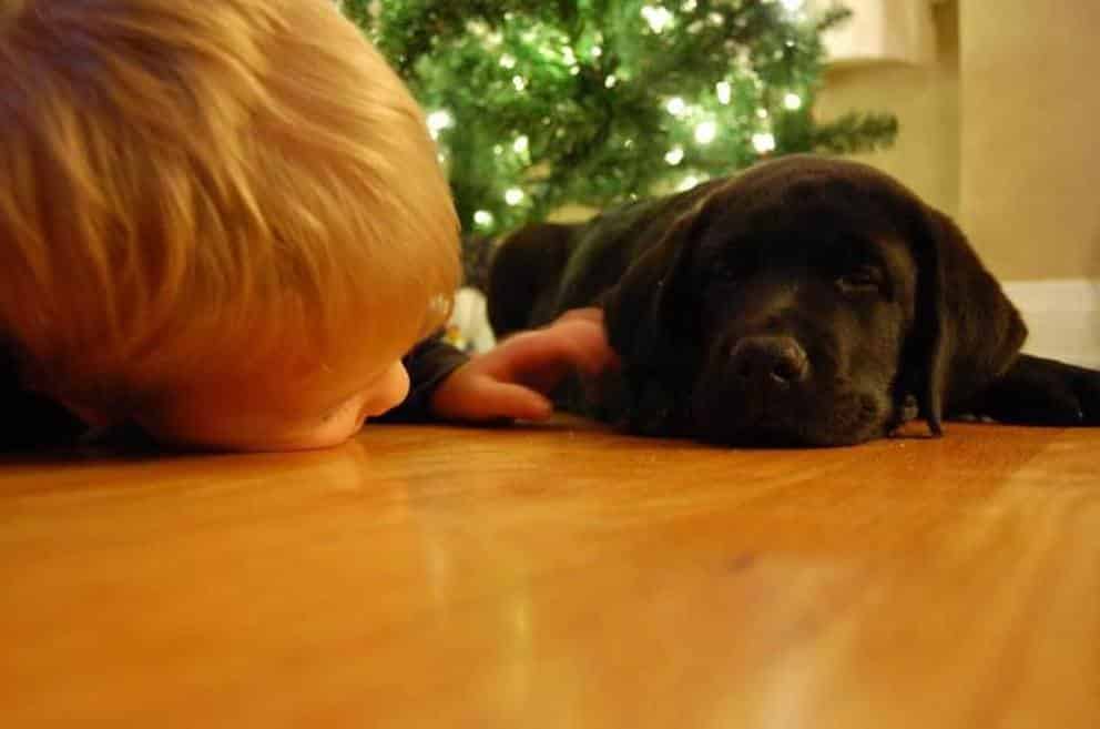 Nel cuore della notte una donna viene svegliata dal suo cane, quando vede il figlio di soli 7 anni scopre la terribile verità