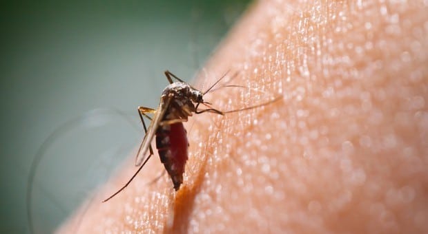 E’ allarme per le zanzare che trasmettono il virus che fa scoppiare il cervello, i dati sono molto preoccupanti