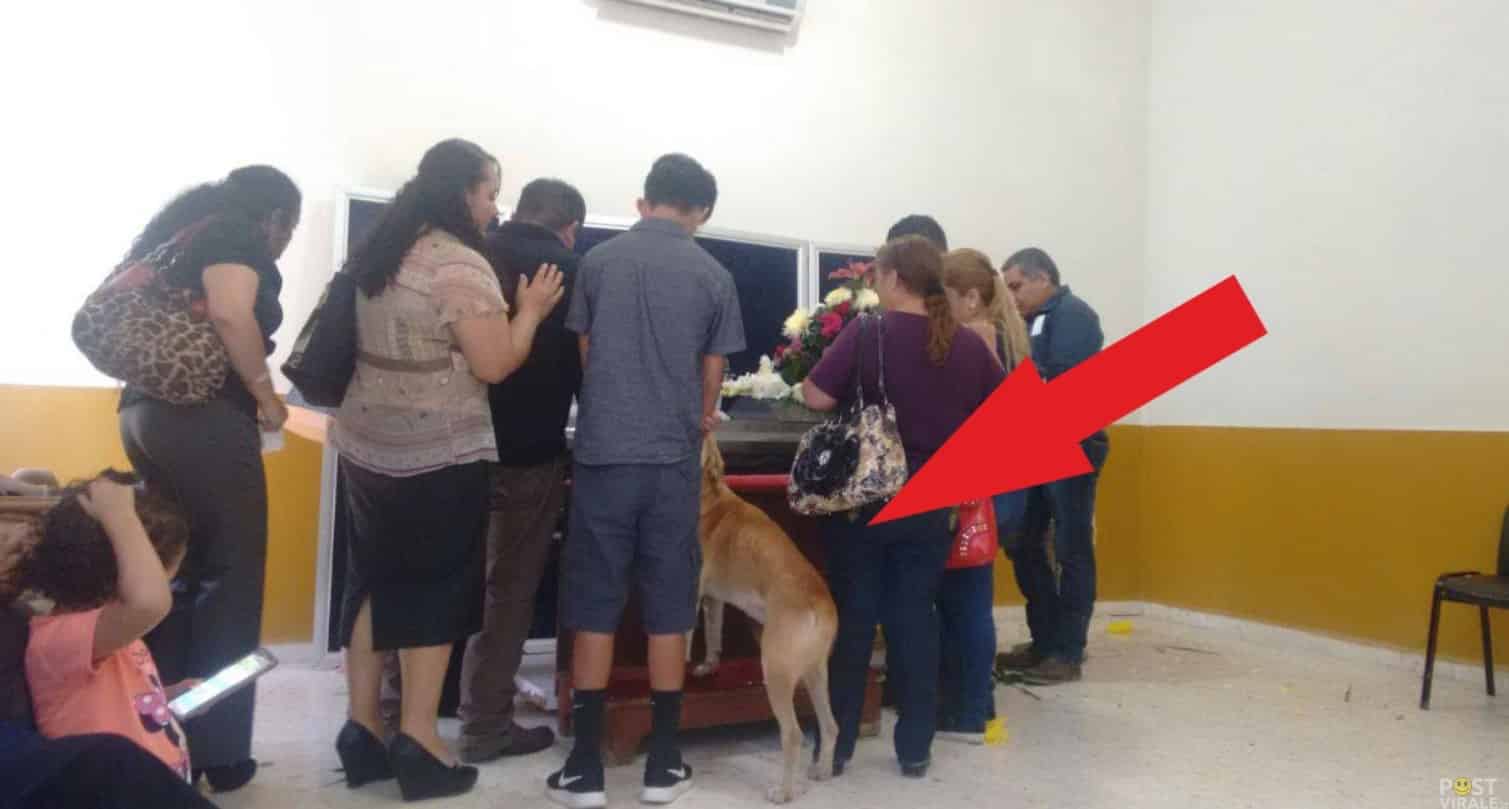 Un cane scompare subito dopo il ricovero della sua padrona, la donna muore ma il gesto del suo amico a quattro zampe rimarrà impresso per sempre