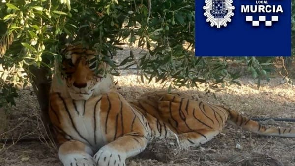 Al centralino della Polizia arriva una telefonata terrificante, in campagna sotto un albero d’ulivo c’è una tigre, arrivano poliziotti sul posto e trovano una sconvolgente sorpresa