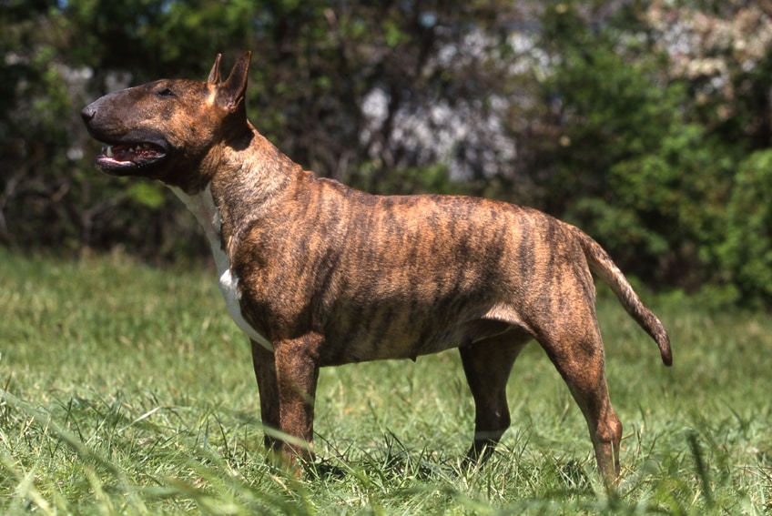 Troupe della BBC vuol far vedere gli effetti devasti della droga, dà da mangiare delle dosi di crack a un cane che all’improvviso attacca e sbrana il suo padrone