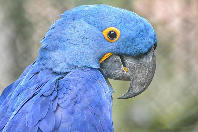 Tradisce la moglie con una giovane amante, la moglie lo scopre grazie a una spia, il loro pappagallo