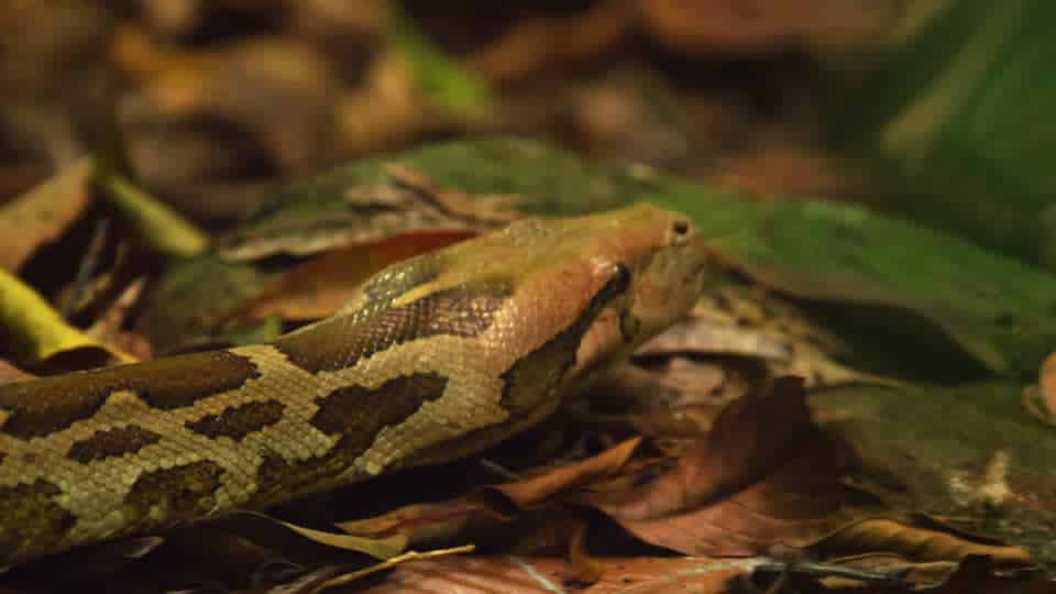 Morsa nel sonno da un serpente la mattina dopo allatta la figlia, tutte e due fanno una fine orribile