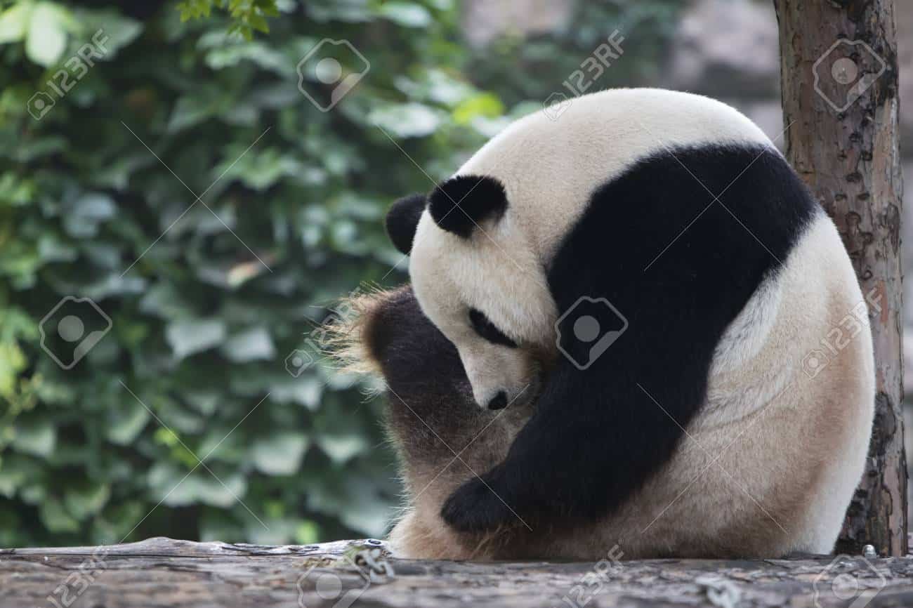 Panda Gigante nello zoo di Taipei: dopo un mese madre e figlio si incontrano. Video