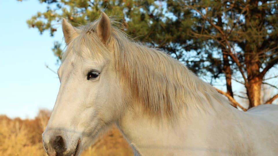 Sente nel cuore della notte rumori sospetti, va in garage e trova la testa di cavallo sul cofano della sua auto, la polizia indaga sul suo passato e scopre l’incredibile verità